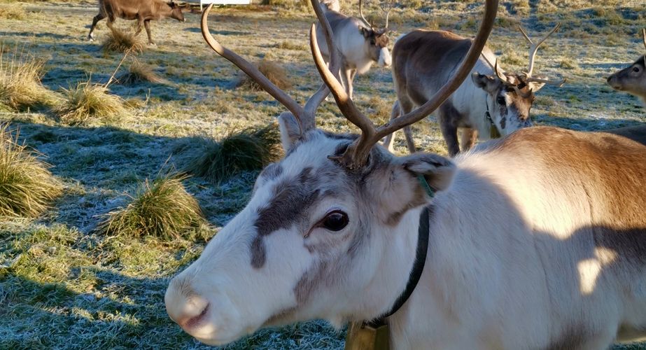 Rendierherder excursie